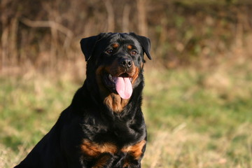 Obraz premium Rottweiler assis à la campagne