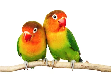 Wall murals Parrot Pair of lovebirds agapornis-fischeri isolated on white