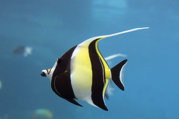 Fototapeta premium Idofish