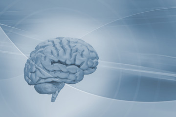 illustration of human brain