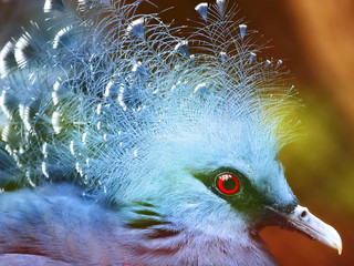Exotic Bird (Goura Victoria) - 9683992