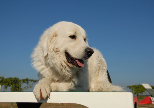 patou en agility