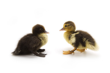 Ducklings isolated on white background