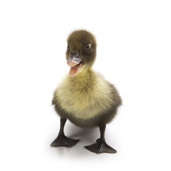 Duckling isolated on white background