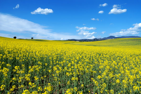 Prato Fiorito agro romano