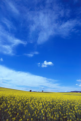prato Fiorito agro romano 3