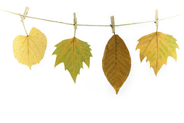autumn leaves on a clothes line. White background.
