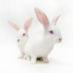 White rabbits