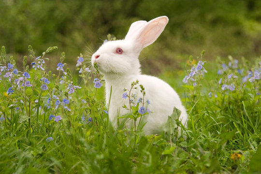 White bunny