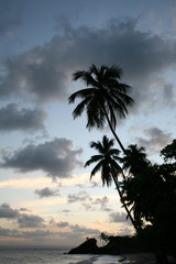 Obraz premium Palm Trees on the sea shore at sunset in the Dominican Republic
