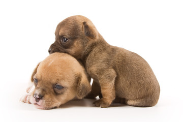 Obraz premium Two puppies on white background