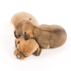 Two sleeping puppies on white background