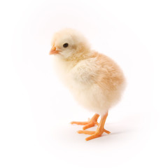 Chicken on white background