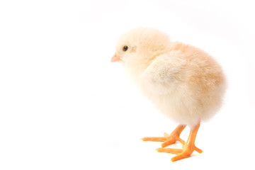 Chicken on white background