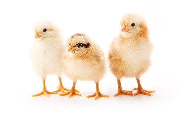 Chicken on white background