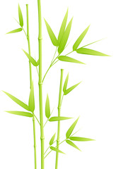 Fototapeta na wymiar Bambou - image vectorielle -