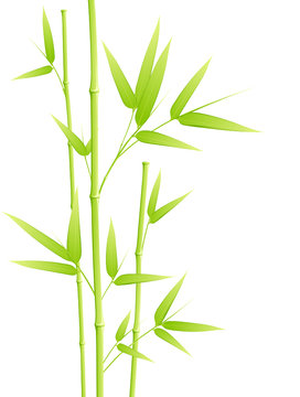 Bambou - image vectorielle -