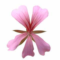 géranium fleur seule
