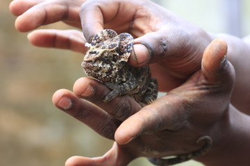 caméléon berenty madagascar