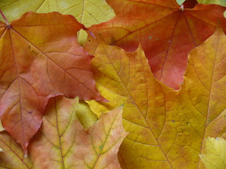 Leaves II