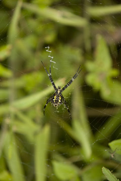 Image of a spider on a web in a rain-forest in Hawaii.