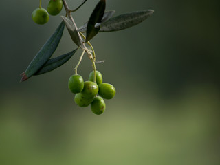 olio