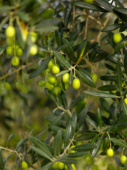 olio