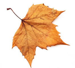 Autumn leaf