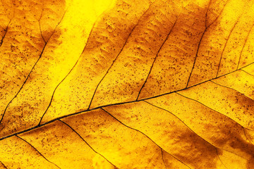 autumn leaf closeup