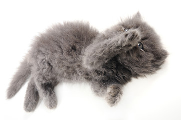 Detail of funny persian kitten isolated over white