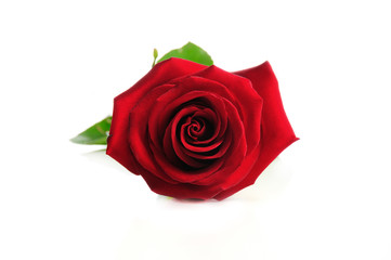 Fototapeta premium Detail of perfect red rose isolated over white