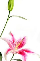 Detail of pink lily flower isolated on white