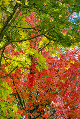 A picture of a tree in beautiful autumn colors with a bird