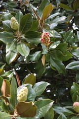 Ficus Elastica