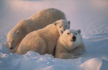 Polar bear with her cubs, together for warmth and protection.