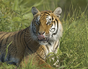 Fototapeta na wymiar Tiger portrait taken with long telephoto lens