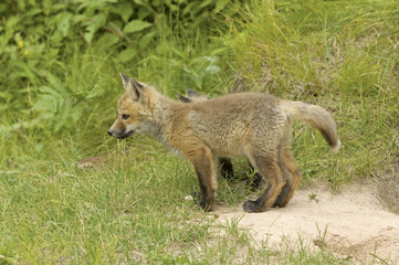 Naklejka na ściany i meble Red fox pup near his den in Northern Minnesota