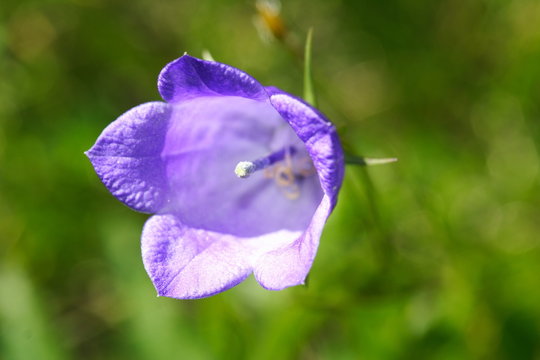 Campanula