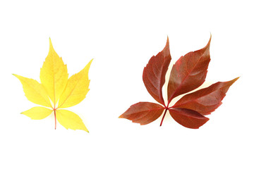 Autumn - colorful tree leaves. Isolated yellow and red leaves.