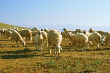 Obraz premium graze a flock of mountain sheep