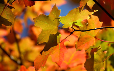 Maple Leaf Background
