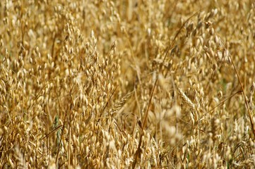 Close up of wheat for background