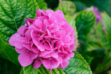 hortensia