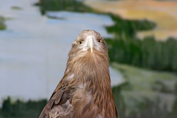 Eagle in zoo garden.