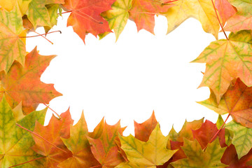 close-up frame from maple leaves, isolated on white