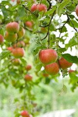 Red apples on tree branches