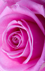 Obraz na płótnie Canvas macro shot of pink rose