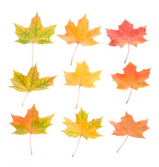 Naklejka na ściany i meble close-up set of nine maple leaves, isolated on white