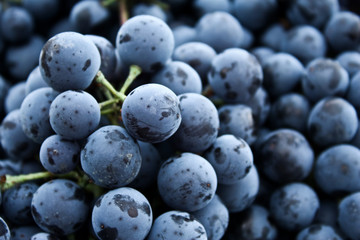 Grape selective focus for backgrounds