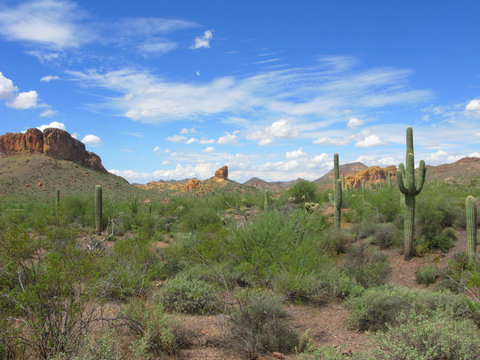 Arizonan Saguaro Cacti in Lost Dutchman State Park .